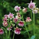 50 PCS Seeds Rare Beautiful Mixed Garden Columbine Aquilegia Pink