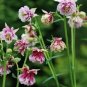 50 PCS Seeds Rare Beautiful Mixed Garden Columbine Aquilegia Pink