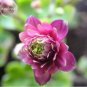 50 PCS Seeds Rare Beautiful Mixed Garden Columbine Aquilegia Pink