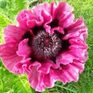 100 PCS Seeds Rare Beautiful Perennial Pink Poppy Flowers with black eyes 100 PCS Seeds Rare Beautiful Perennial Pink Poppy Flowers with black eyes