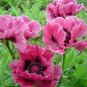 100 PCS Seeds Rare Beautiful Perennial Pink Poppy Flowers with black eyes