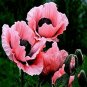 100 PCS Seeds Rare Beautiful Perennial Pink Poppy Flowers with black eyes