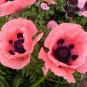 100 PCS Seeds Rare Beautiful Perennial Pink Poppy Flowers with black eyes