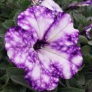 100 PCS Seeds Rare Beautiful Petunia Flower Plants 100 PCS Seeds Rare Beautiful Petunia Flower Plants