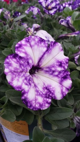 100 PCS Seeds Rare Beautiful Petunia Flower Plants