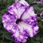 100 PCS Seeds Rare Beautiful Petunia Flower Plants