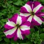 100 PCS Seeds Rare Beautiful Petunia Flower Plants