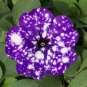 100 PCS Seeds Rare Beautiful Petunia Flower Plants