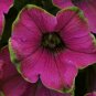 100 PCS Seeds Rare Beautiful Petunia Flower Plants