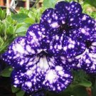 100 PCS Seeds Rare Beautiful Petunia Flower Plants 24 Kinds of Petunia Flower