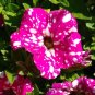 100 PCS Seeds Rare Beautiful Petunia Flower Plants 24 Kinds of Petunia Flower