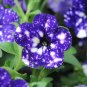 100 PCS Seeds Rare Beautiful Petunia Flower Plants 24 Kinds of Petunia Flower
