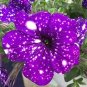100 PCS Seeds Rare Beautiful Petunia Flower Plants 24 Kinds of Petunia Flower