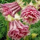 50 PCS Seeds Rare Beautiful Pink White Edge Aquilegia Columbine