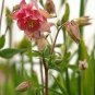 50 PCS Seeds Rare Beautiful Pink White Edge Aquilegia Columbine