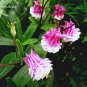 50 PCS Seeds Rare Beautiful Pink White Edge Aquilegia Columbine