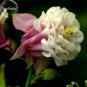 50 PCS Seeds Rare Beautiful Pink White Edge Aquilegia Columbine