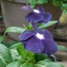 10 PCS Seeds Rare Beautiful Purple Periwinkle Vinca major Flower 10 PCS Seeds Rare Beautiful Purple Periwinkle Vinca major Flower