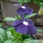 10 PCS Seeds Rare Beautiful Purple Periwinkle Vinca major Flower