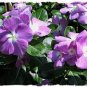 10 PCS Seeds Rare Beautiful Purple Periwinkle Vinca major Flower