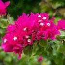 100 PCS Seeds Rare Beautiful Seed Bougainvillea Seed Balcony 100 PCS Seeds Rare Beautiful Seed Bougainvillea Seed Balcony