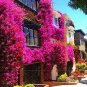 100 PCS Seeds Rare Beautiful Seed Bougainvillea Seed Balcony