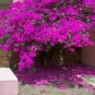 100 PCS Seeds Rare Beautiful Seed Bougainvillea Seed Balcony