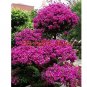 100 PCS Seeds Rare Beautiful Seed Bougainvillea Seed Balcony