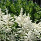 50 PCS Seeds Rare Beautiful White Astilbe Chinensis Flowers
