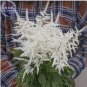 50 PCS Seeds Rare Beautiful White Astilbe Chinensis Flowers