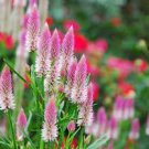 50 PCS Seeds Rare Beautiful White Pink Celosia Spicata Woolflower