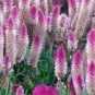 50 PCS Seeds Rare Beautiful White Pink Celosia Spicata Woolflower