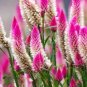 50 PCS Seeds Rare Beautiful White Pink Celosia Spicata Woolflower