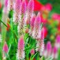 50 PCS Seeds Rare Beautiful White Pink Celosia Spicata Woolflower