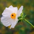 100 PCS Seeds Rare Beautiful White Poppy Flowers with little red spots