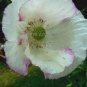 100 PCS Seeds Rare Beautiful White Poppy Flowers with little red spots