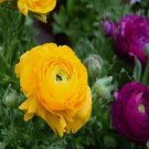 20 PCS Seeds Rare Beautiful Yellow Ranunculus Asiaticus Persian Buttercup Flowers 20 PCS Seeds Rare Beautiful Yellow Ranunculus Asiaticus Persian Buttercup Flowers