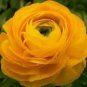 20 PCS Seeds Rare Beautiful Yellow Ranunculus Asiaticus Persian Buttercup Flowers
