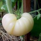 100 PCS Seeds Rare Belyy Giant White Beefsteak Tomato 100 PCS Seeds Rare Belyy Giant White Beefsteak Tomato