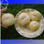 100 PCS Seeds Rare Belyy Giant White Beefsteak Tomato