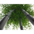30 PCS Seeds Rare Black Bamboo 30 PCS Seeds Rare Black Bamboo