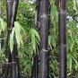 30 PCS Seeds Rare Black Bamboo