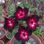2 PCS Seeds Rare Black Charming Double Adenium Desert Rose