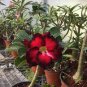 2 PCS Seeds Rare Black Charming Double Adenium Desert Rose