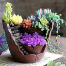 200 PCS Seeds Rare Beauty Succulents Plants Easy to Grow Potted Flower Plantas Bonsai