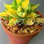 200 PCS Seeds Rare Beauty Succulents Plants Easy to Grow Potted Flower Plantas Bonsai