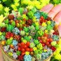 200 PCS Seeds Rare Beauty Succulents Plants Easy to Grow Potted Flower Plantas Bonsai