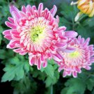 100 PCS Seeds Rare Bicolor Pink Yellow Chrysanthemum