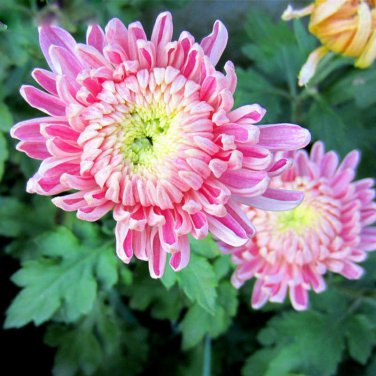 100 PCS Seeds Rare Bicolor Pink Yellow Chrysanthemum