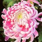 100 PCS Seeds Rare Bicolor Pink Yellow Chrysanthemum